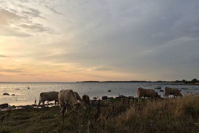Cows by sea during sunset