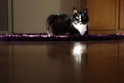 Portrait of cat relaxing on floor at home
