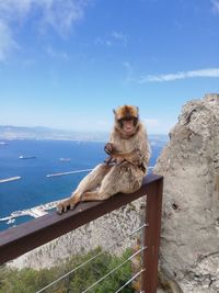 Monkey sitting on a wall