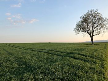 Scenic view of agricultural field against sky