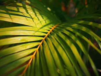 Close-up of palm leaf