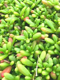 Full frame shot of succulent plants