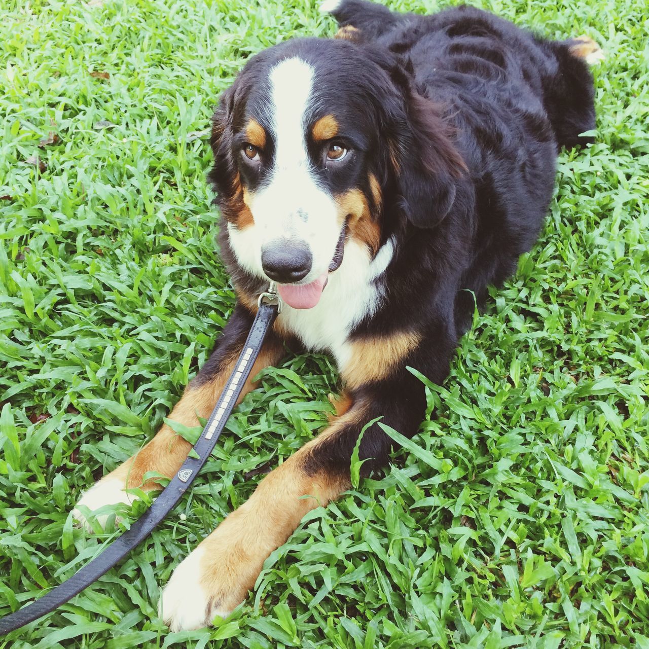 pets, one animal, dog, domestic animals, animal themes, mammal, grass, grassy, field, green color, high angle view, sitting, looking at camera, portrait, black color, pet collar, no people, close-up, relaxation