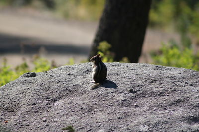 Squirrel on rock