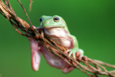 Close-up of a frog on leaf