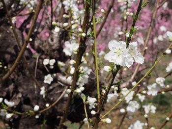 Close-up of white flowers