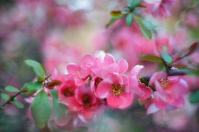 Close-up of pink cherry blossom