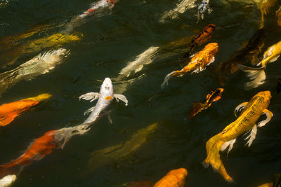 High angle view of koi carps swimming in lake