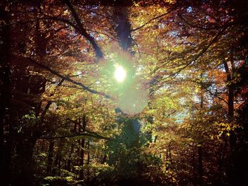 Low angle view of trees against sky