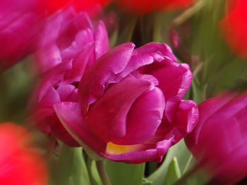 Close-up of pink tulip