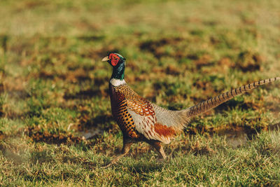 Pheasant on grassy field