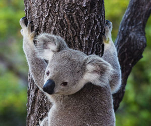 Close-up of koala on tree