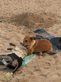 dog