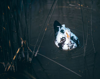 High angle view of duck swimming in lake during winter