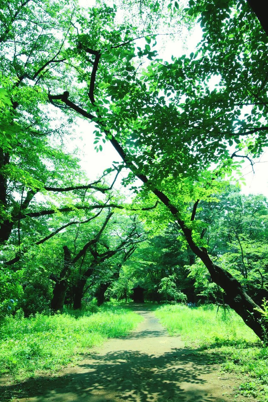 SCENIC VIEW OF FOREST