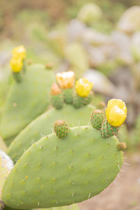 Close-up of housefly on cactus flower