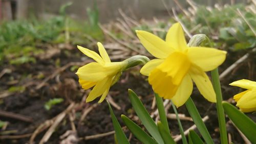 Close-up of yellow flowers