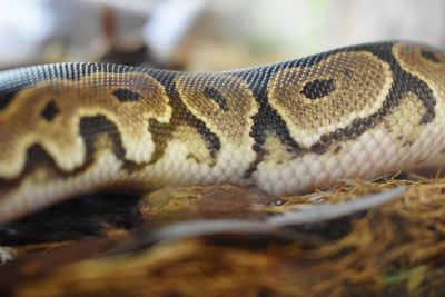 Close-up of lizard in zoo