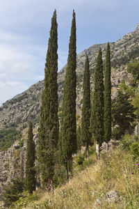 Cactus growing on field against sky