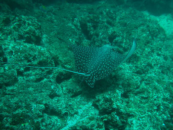 Fish swimming in sea