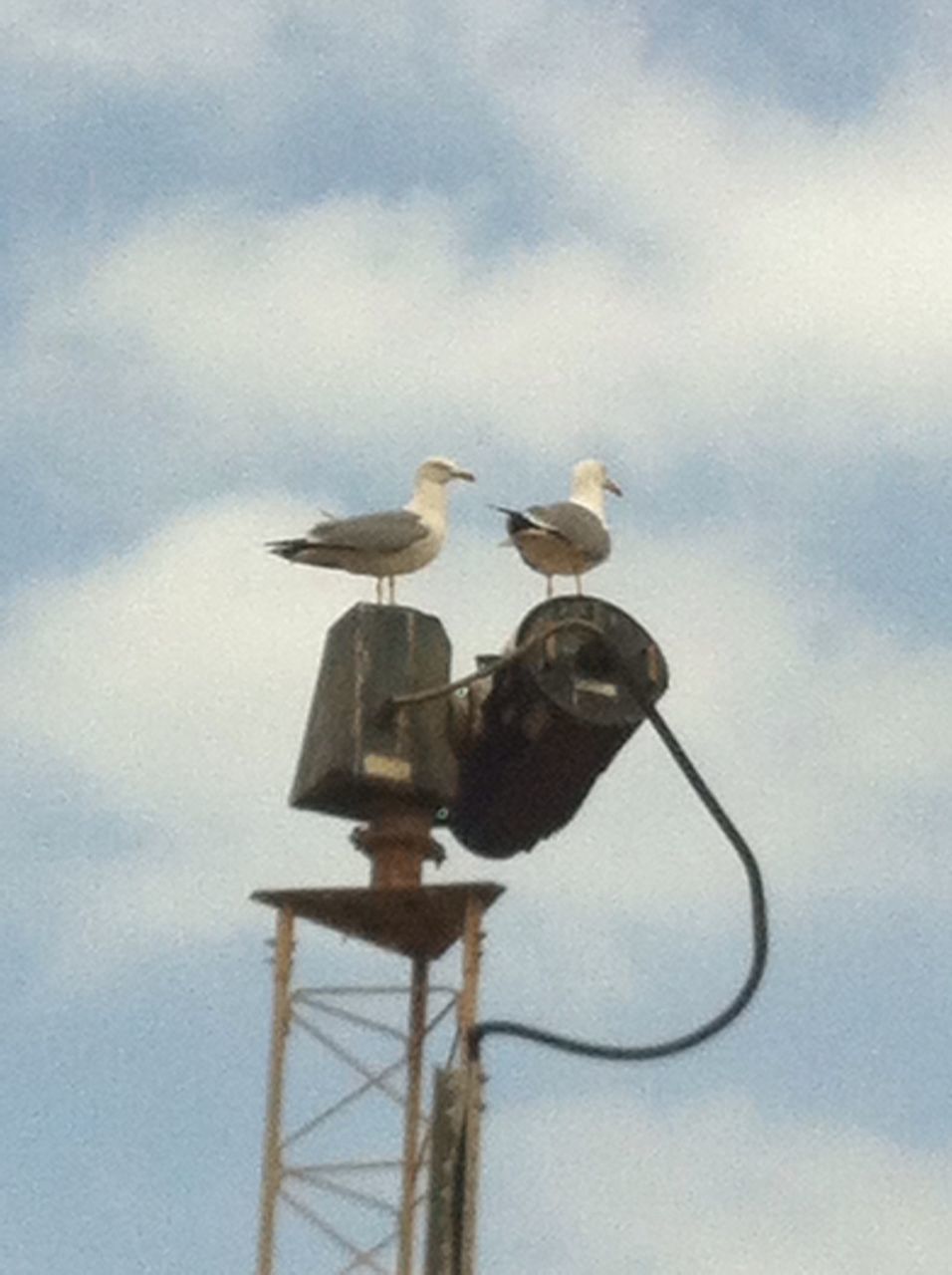 sky, low angle view, bird, animal themes, cloud - sky, perching, street light, cloudy, cloud, animals in the wild, cable, wildlife, one animal, lighting equipment, pole, metal, day, outdoors, no people, nature