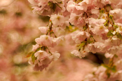 Close-up of cherry blossoms