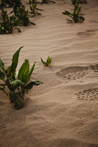 Close-up of small plant on sand