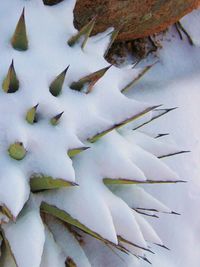 Close-up of snow