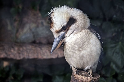 Close-up of bird perching on tree