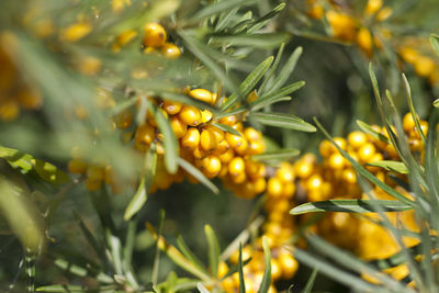 Close-up of fruits on plant
