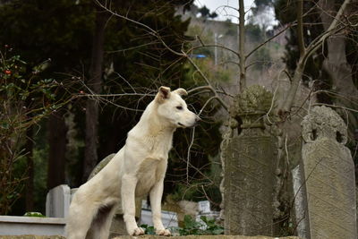 Dog in cemetery