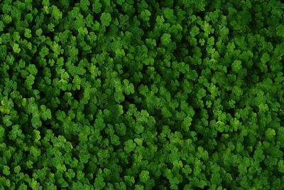 Full frame shot of plants