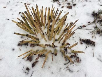 High angle view of snow covered plant on field