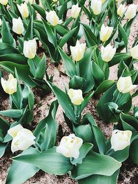 High angle view of white flowers blooming outdoors