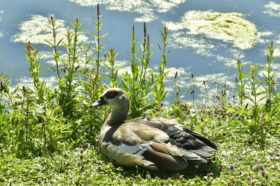 Duck on rock at lakeshore