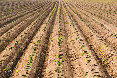 Scenic view of corn field