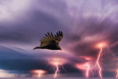 Low angle view of bird flying against sky during sunset