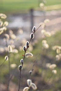 Close-up of flowering plant on field