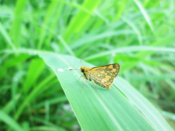 Butterfly on leaf