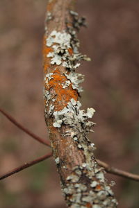 Close-up of tree trunk