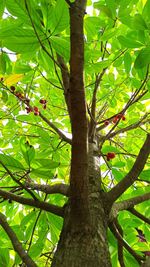 Low angle view of green tree