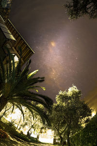 Low angle view of palm trees against sky at night