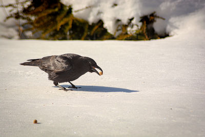 Crows on the lawn eating peanuts