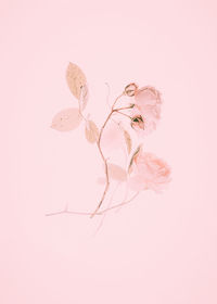 Close-up of wilted flower against white background