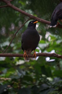 Bird perching on a branch