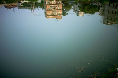 Reflection of trees in water