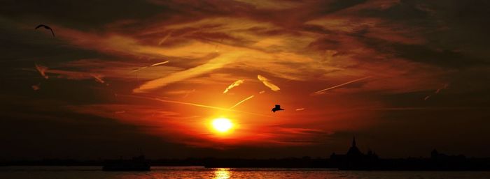 Silhouette of bird flying over sea