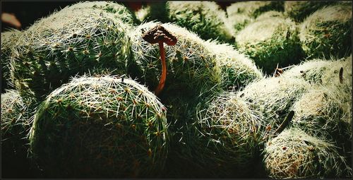 Close-up of plant