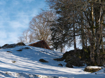 Trees on snow covered field against sky