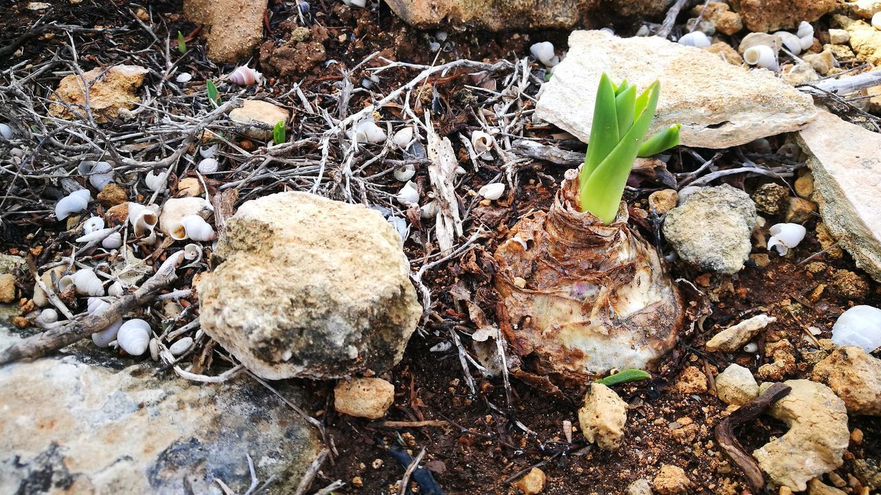 CLOSE-UP OF DRY LEAVES ON ROCKS